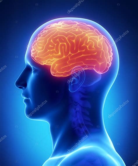 Brain CEREBRUM anatomy - cross section — Stock Photo © CLIPAREA #13282386