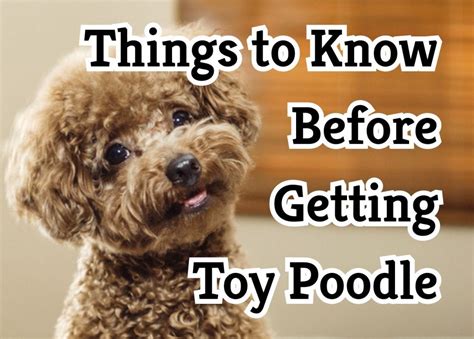 Is Poodle the smartest dog?. Measuring a Poodle’s Intelligence… | by ...