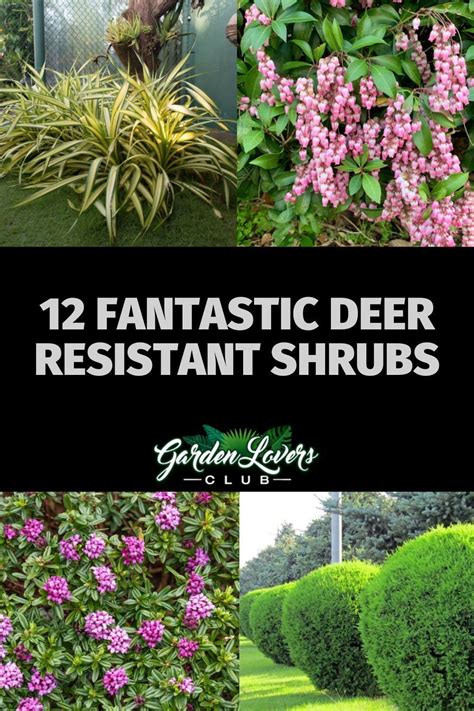 Deer resistant shade plants 15 beautiful perennials and shrubs that ...