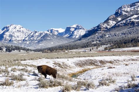 The Ultimate Wildlife Watching Guidebook to Yellowstone National Park ...