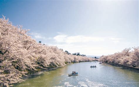 Admire the cherry blossoms and learn about the tradition of hanami ...