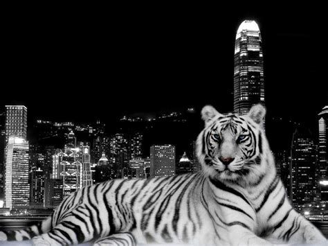 White Tiger Wallpapers HD - Wallpaper Cave