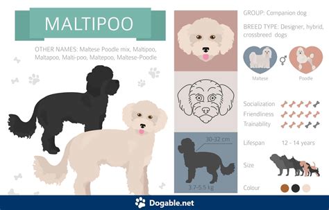 All About the Maltese Poodle Mix - Dogable