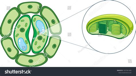 Diagram Showing Plant Cell Illustration Stock Vector (Royalty Free ...