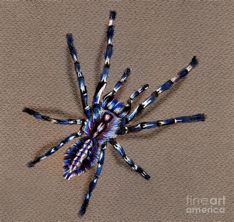 Cobalt Blue Tarantula Drawing by Daliana Pacuraru | Fine Art America