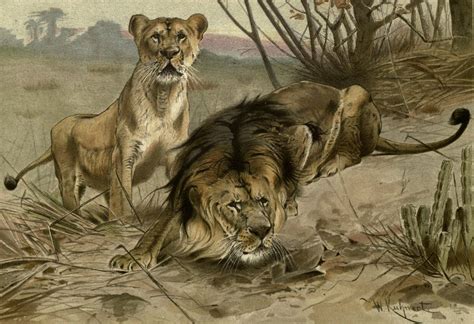 Lion & Lioness Drawing - ReusableArt.com