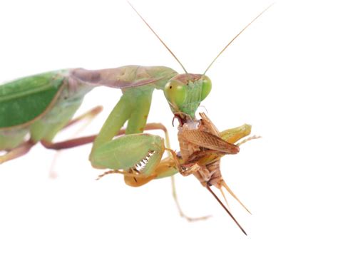 What Do Praying Mantis Eat to Keep Them Fit As a Fiddle - Learn About ...