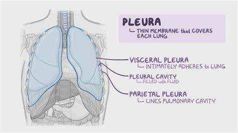 Pleura Anatomy | Images and Photos finder