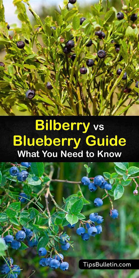 Bilberry and Blueberry Differences - How to Tell