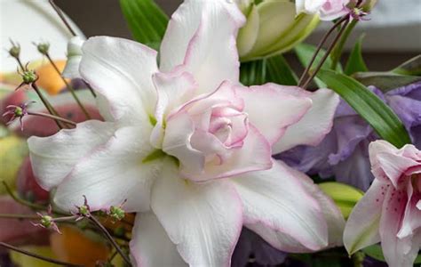 16 Types of White Lilies (Name & Pictures) — Identification Guide ...