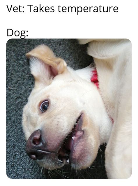 Got this picture of my dog, so I made a meme of it : r/memes