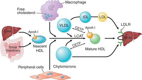 Disorders of Lipoprotein Metabolism | Thoracic Key