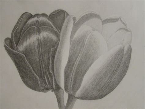 Flowers Drawing Pictures Pencil at GetDrawings | Free download