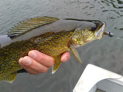 Walleye Fish Guide: Biology, Habitat - FishOnTips