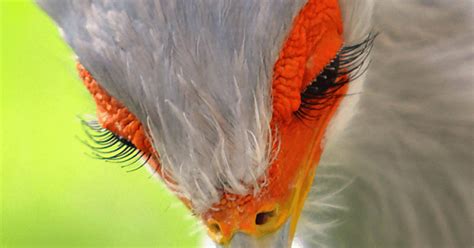 Meet The Gorgeous Secretary Bird With Their Best Famous Long Eyelashes