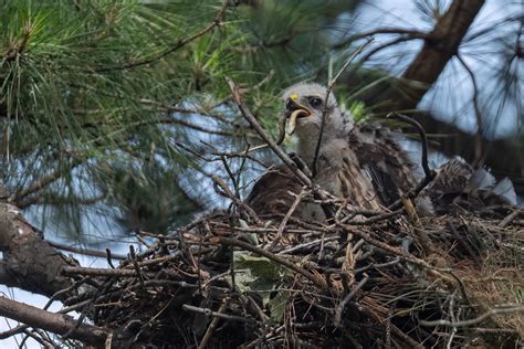 Red-tailed Hawk Nest | Backcountry Gallery Photography Forums