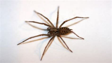 Giant house spider - Alchetron, The Free Social Encyclopedia