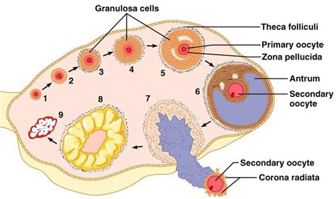 Explain the development of a secondary oocyte (ovum) in a human female ...