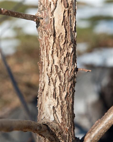 Eastern Black Walnut | Medium Tree Seedling – SequoiaTrees.com