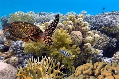 Why is the Great Barrier Reef Important? - American Oceans