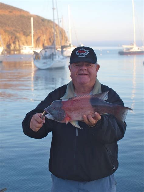 California Sheephead - Pier Fishing in California