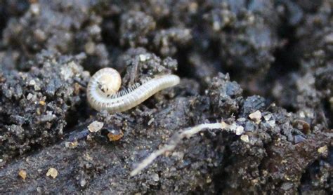 Pests and Diseases forum: Help Identifying Millipede - Garden.org