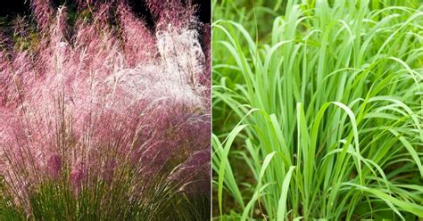 11 Captivating Indoor Grass Plants