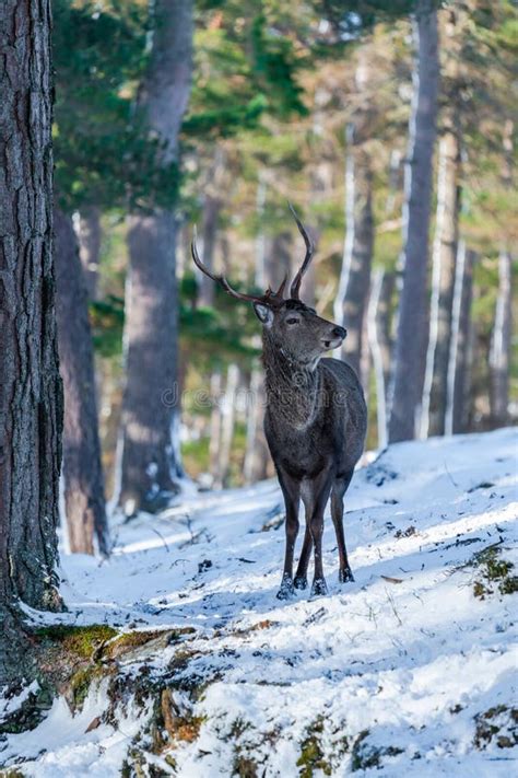 Scottish Red Deer In Scotland Stock Image - Image of scoticus, grasses ...