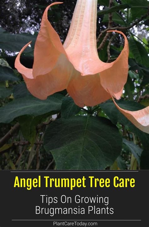 an angel trumpet tree care tips on growing brugmania plants with text ...