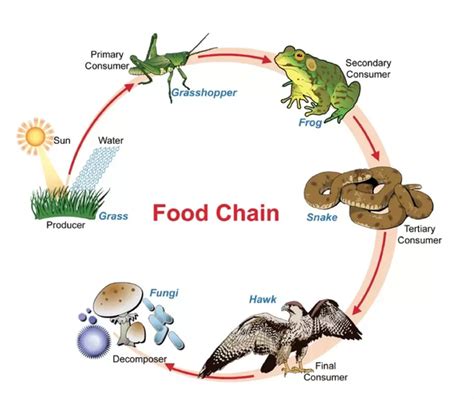 Simple Food Chain Examples Cheap Sale | dakora.com.co