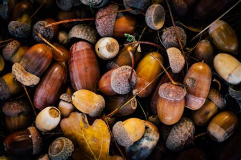 Acorn Identification » Tips For Cracking the Code