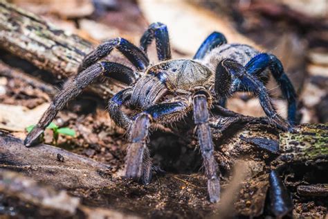 Tarantulas show their true-blue colors