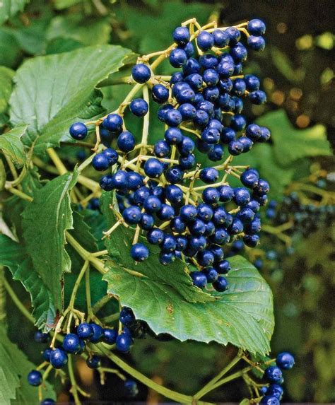 The Best Berry Plants for Birds | Better Homes & Gardens