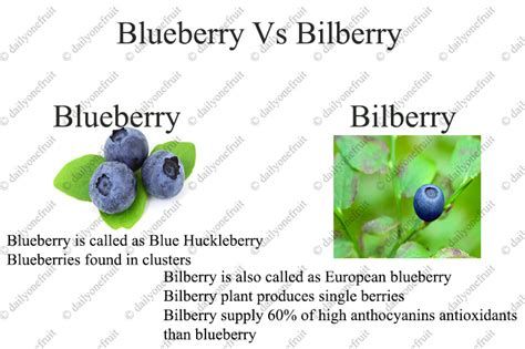 Blueberry Vs Bilberry Differences - dailyonefruit