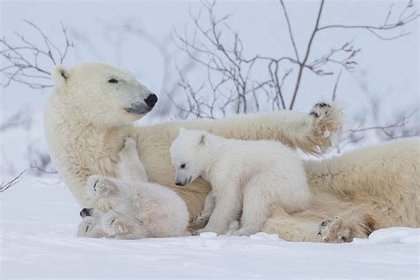 Polar bear Newborn Cubs 2 - Arctic Wildlife Photography, Polar Bear Images