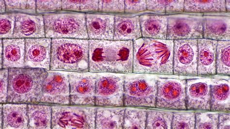 Fajarv: Prophase Mitosis Microscope