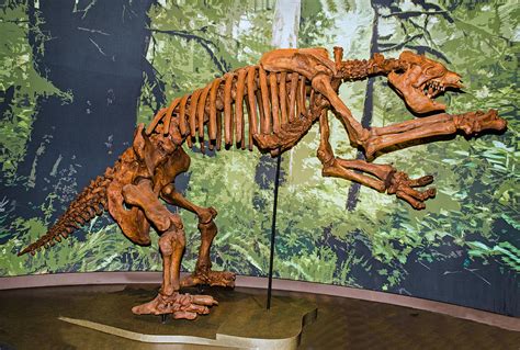 Giant Ground Sloth Photograph by Millard H. Sharp