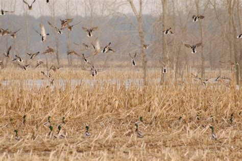 Tips for Small Water and Pond Duck Hunting | DuckHuntingMissouri.com