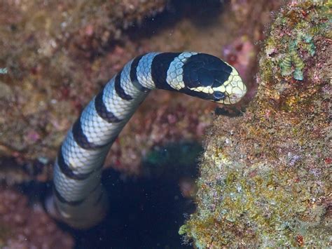 tourist destinations vacation: Sea Snake Island - Bima West Nusa ...