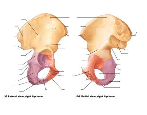 Anatomy of the Hip Diagram | Quizlet