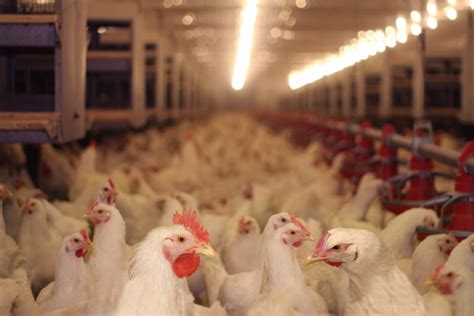 Maryland chickens out on farm pollution rule