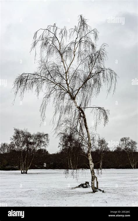 Birch tree in snow Stock Photo - Alamy