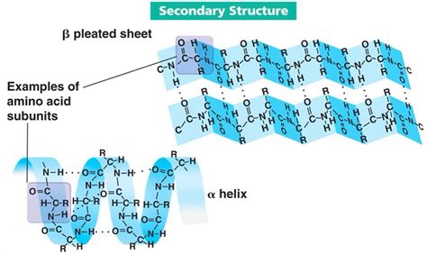 Secondary Structure Of Protein Discounts Offers | www.pinnaxis.com