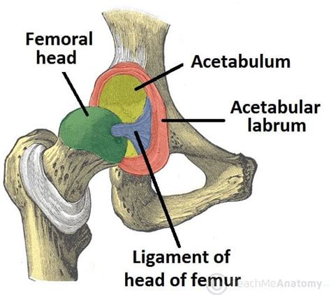 Posterior Hip Anatomy