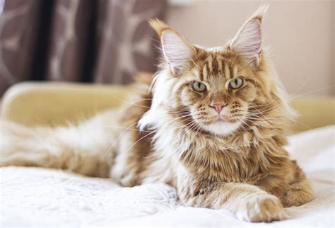 Get To Know The Maine Coon Cat | Modern Cat