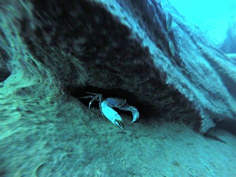 Scuba Diving Lake Malawi in 34 Underwater Photos