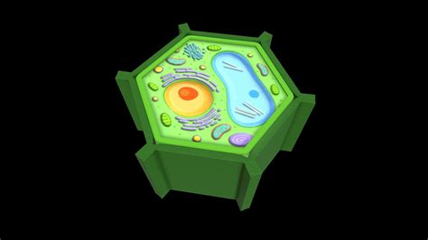 Plant cell - Download Free 3D model by arloopa [6007f30] - Sketchfab