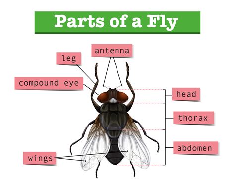 Diagram Of House Fly