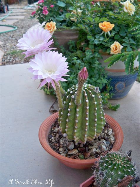 Cactus Flowers - A Stroll Thru Life