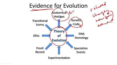 Evidence for Evolution | CK-12 Foundation